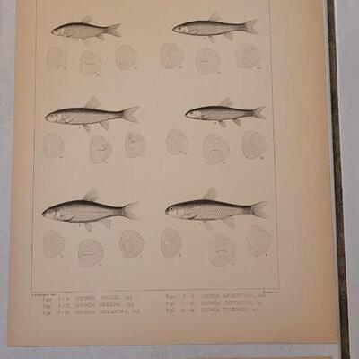 Lot 392: (4) Antique Fish Biology Study Prints
