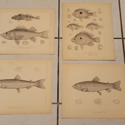 Lot 393: (4) Antique Fish Biology Study Prints