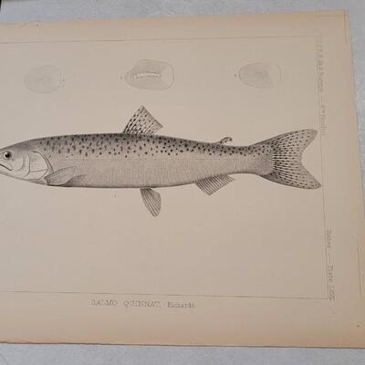 Lot 393: (4) Antique Fish Biology Study Prints