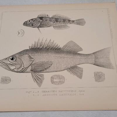 Lot 393: (4) Antique Fish Biology Study Prints