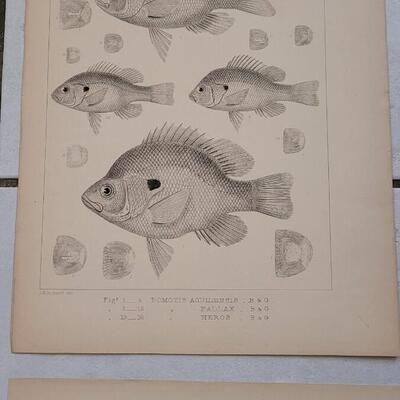 Lot 393: (4) Antique Fish Biology Study Prints