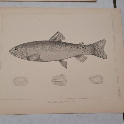 Lot 393: (4) Antique Fish Biology Study Prints