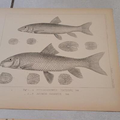 Lot 394: (4) Antique Fish Biology Study Prints