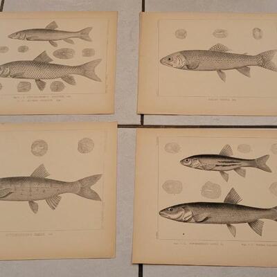 Lot 394: (4) Antique Fish Biology Study Prints