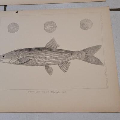 Lot 394: (4) Antique Fish Biology Study Prints