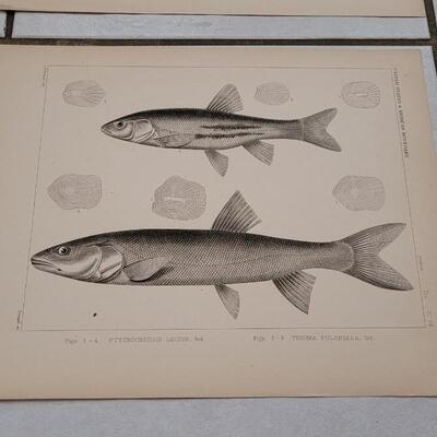 Lot 394: (4) Antique Fish Biology Study Prints