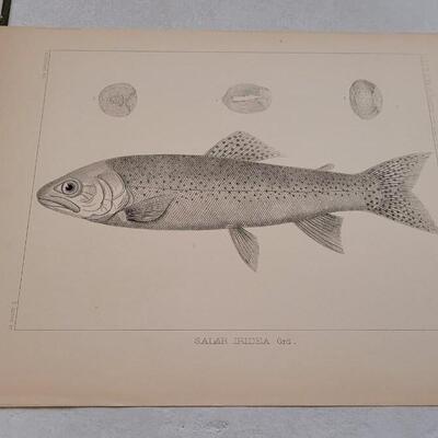 Lot 394: (4) Antique Fish Biology Study Prints