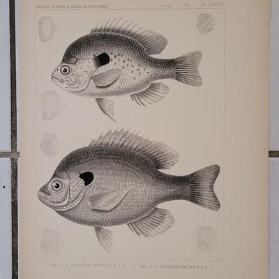 Lot 395: (4) Antique Fish Biology Study Prints