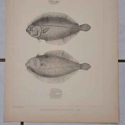 Lot 395: (4) Antique Fish Biology Study Prints