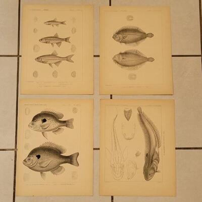 Lot 395: (4) Antique Fish Biology Study Prints