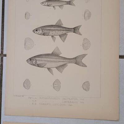 Lot 395: (4) Antique Fish Biology Study Prints