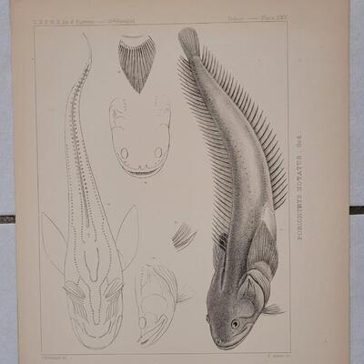 Lot 395: (4) Antique Fish Biology Study Prints