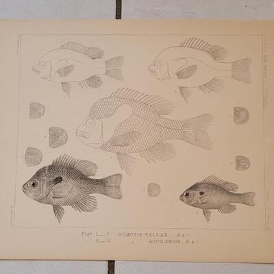 Lot 396: (4) Antique Fish Biology Study 3