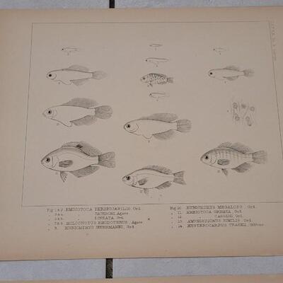 Lot 396: (4) Antique Fish Biology Study 3
