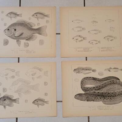 Lot 396: (4) Antique Fish Biology Study 3