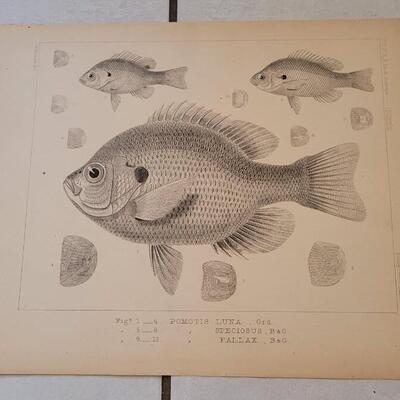 Lot 396: (4) Antique Fish Biology Study 3