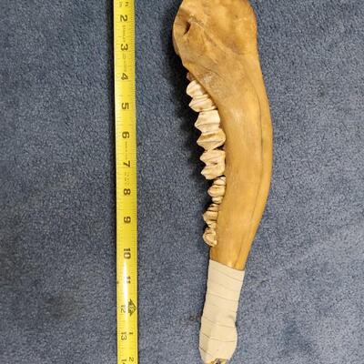 Buffalo Jawbone War Club