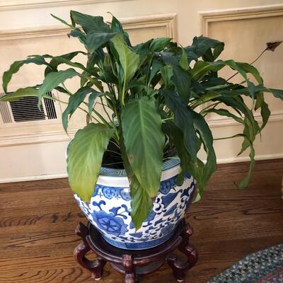 Peace Lily in Planter with Base Stand