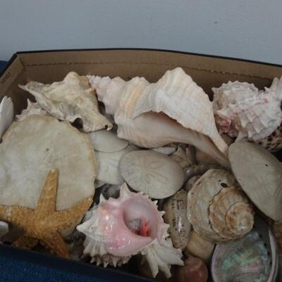 LOT 107. SEA SHELL COLLECTION