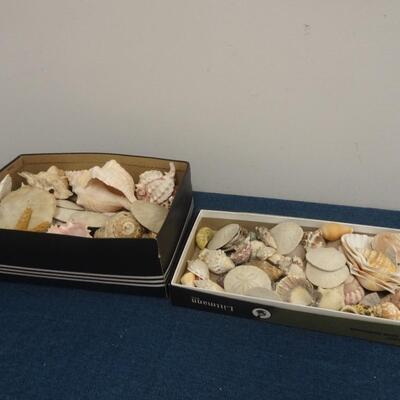 LOT 107. SEA SHELL COLLECTION