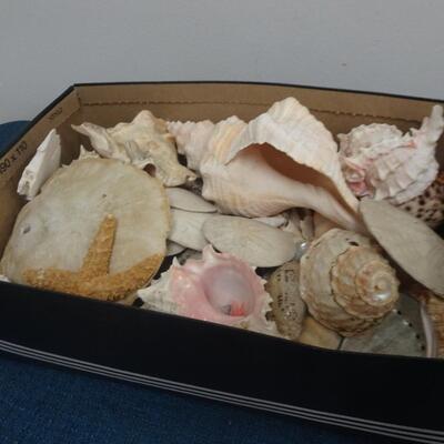 LOT 107. SEA SHELL COLLECTION