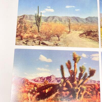 VINTAGE DESERT & CACTUS POSTCARDS (6) - BLANK