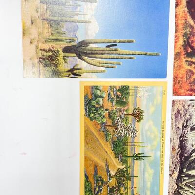 VINTAGE DESERT & CACTUS POSTCARDS (6) - BLANK