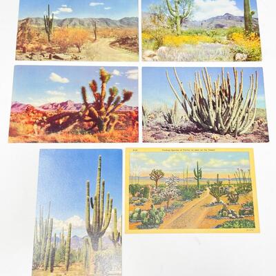 VINTAGE DESERT & CACTUS POSTCARDS (6) - BLANK