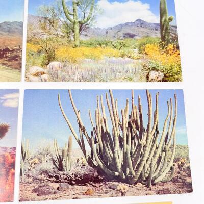 VINTAGE DESERT & CACTUS POSTCARDS (6) - BLANK