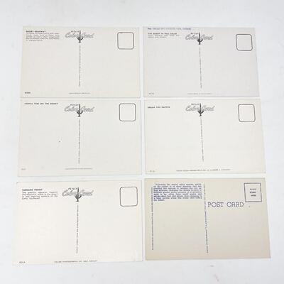 VINTAGE DESERT & CACTUS POSTCARDS (6) - BLANK