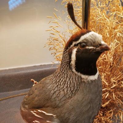 The Wildlife Collection - LIfesize Taxidermy Mount Quail - Lamps