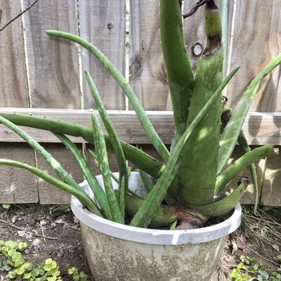 Large Live Aloe Plant (A)