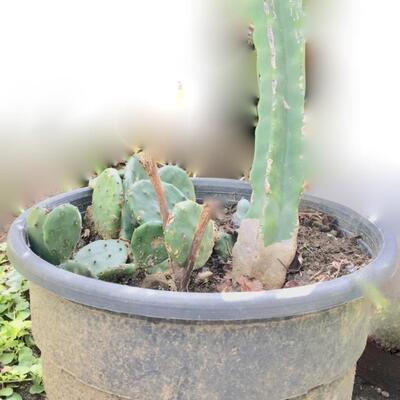 Large Live Cactus Plant