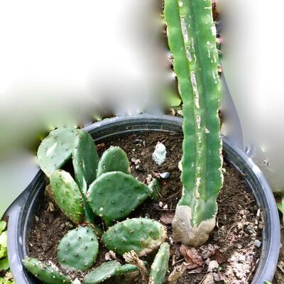 Large Live Cactus Plant