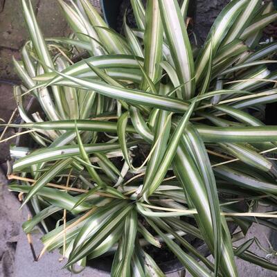 Large Live Spider Plant (A)