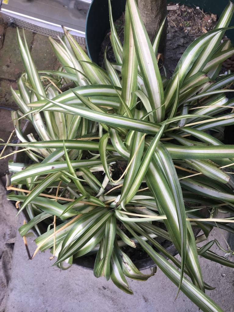 Large Live Spider Plant (A)