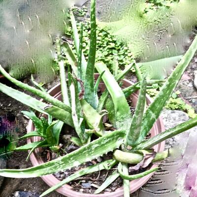 Large Live Aloe Plant (B)
