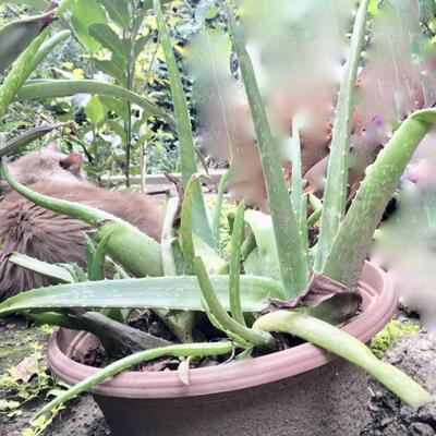 Large Live Aloe Plant (B)