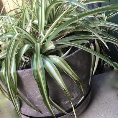 Large Live Spider Plant (B)