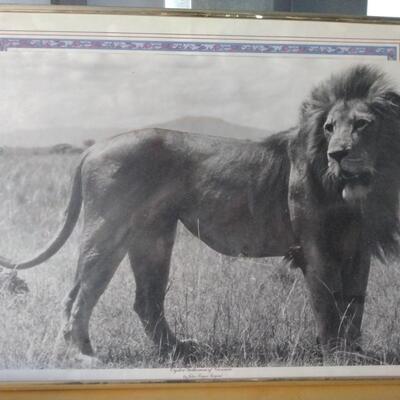 Photo of lion in frame
