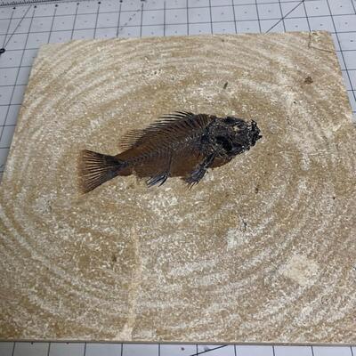 #213 Fossilized Fish