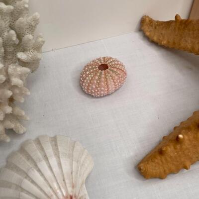 Various Shells and Starfish and sand dollar