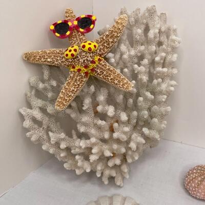 Various Shells and Starfish and sand dollar