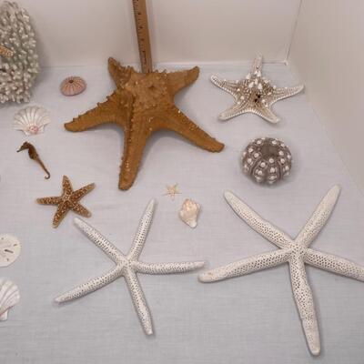 Various Shells and Starfish and sand dollar
