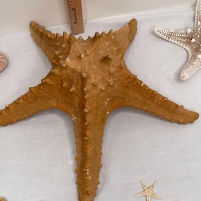 Various Shells and Starfish and sand dollar