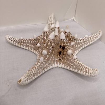 Various Shells and Starfish and sand dollar