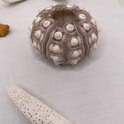 Various Shells and Starfish and sand dollar