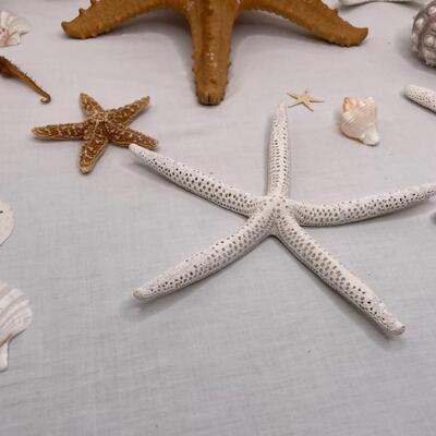 Various Shells and Starfish and sand dollar