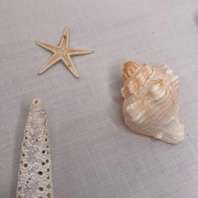 Various Shells and Starfish and sand dollar