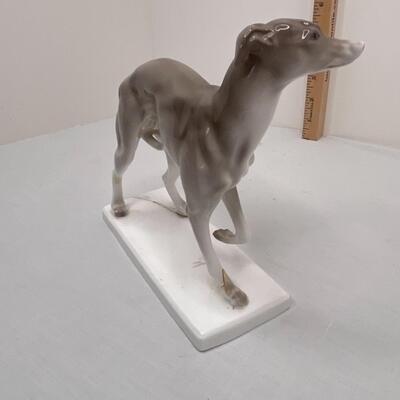 Delicate Greyhound